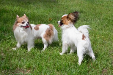 Şirin papillon köpek yavrusu ve chihuahua köpeği yaz parkında yeşil çimlerin üzerinde duruyorlar. Evcil hayvanlar..