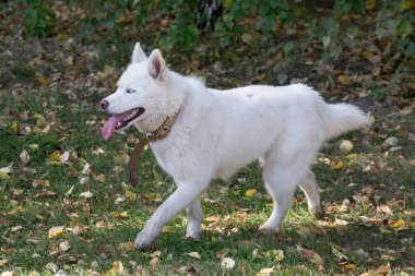 Sonbahar parkında yeşil çimlerin üzerinde mavi gözlü şirin beyaz Sibirya kurdu yürüyor. Evcil hayvanlar..
