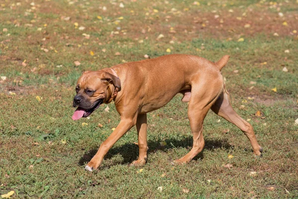 Cute niemiecki bokser jest chodzenie po zielonej trawie w jesiennym parku. Zwierzęta domowe. — Zdjęcie stockowe