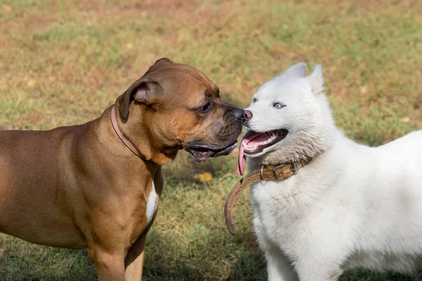 Söt vit sibirisk husky med blå ögon och tysk boxare står på ett grönt gräs i sommarparken. Sällskapsdjur. — Stockfoto