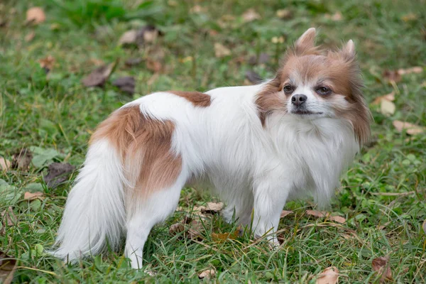 Simpatico Cucciolo Chihuahua Dai Capelli Lunghi Piedi Erba Verde Nel — Foto Stock