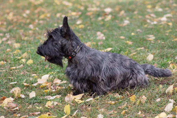 Lindo Perrito Terrier Escocés Está Pie Sobre Una Hierba Verde —  Fotos de Stock