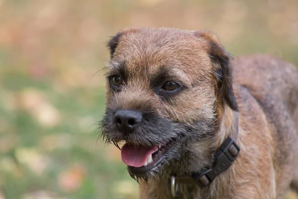 可爱的边境小狗的肖像正站在秋天的公园里 穿上衣服宠物动物 纯种狗 — 图库照片