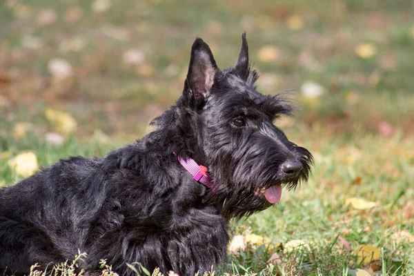 Lindo Negro Escocés Terrier Cachorro Está Sentado Una Hierba Verde —  Fotos de Stock