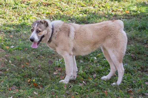 Carino Cucciolo Cane Pastore Asiatico Centrale Piedi Nel Parco Autunnale — Foto Stock