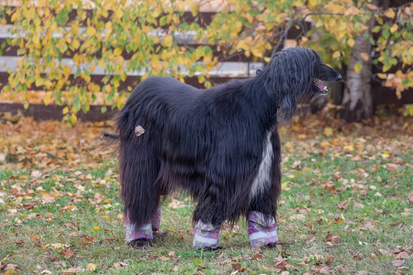 Cão Afegão Preto Bonito Está Uma Grama Verde Parque Outono — Fotografia de Stock