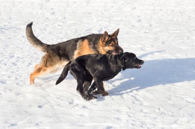 Labrador av köpeği ve Alman çoban köpeği kış parkında beyaz kar üzerinde koşuyorlar. Evcil hayvanlar..