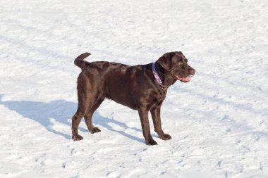 Çikolatalı labrador retriever kış parkında beyaz karın üzerinde duruyor. Evcil hayvanlar..