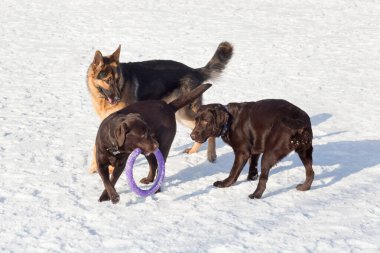 İki Labrador Retriever ve Alman çoban köpeği kış parkında beyaz karla oynuyorlar. Evcil hayvanlar..
