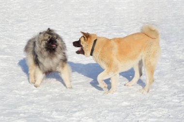 Şirin Amerikan akita köpeği ve Alman kurt spitz köpeği kış parkında beyaz karla oynuyorlar. Evcil hayvanlar..