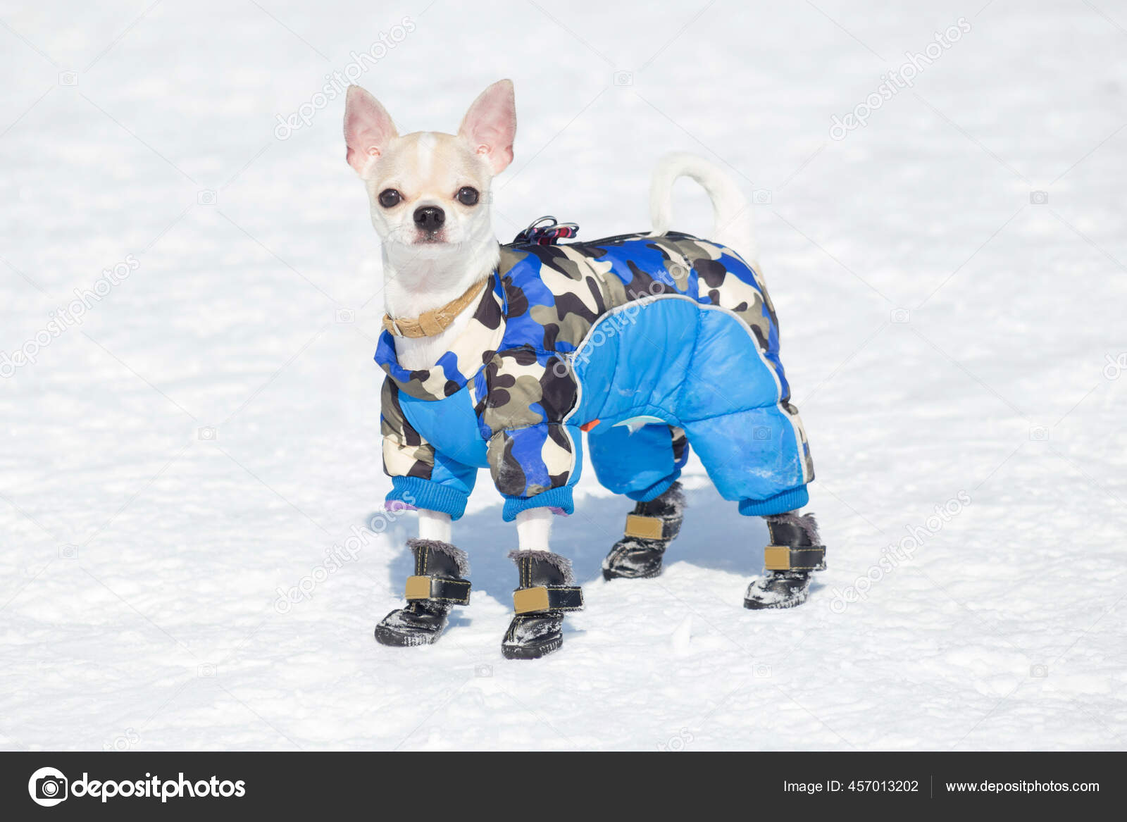 Cute Chihuahua Puppy Beautiful Pet Clothing Pet Boots Standing White Stock Photo by ©SergeyTikhomirov 457013202 Cute Chihuahua Puppy Beautiful Pet Clothing Pet Boots Standing White Stock Photo by ©SergeyTikhomirov 457013202