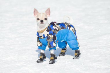 Cute chihuahua puppy in beautiful pet clothing and pet boots is standing on a white snow in the winter park. Pet animals. Purebred dog. clipart
