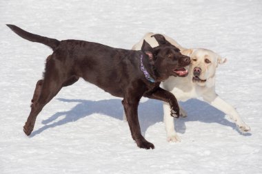 İki Labrador Retriever kış parkında beyaz karla oynuyorlar. Evcil hayvanlar. Safkan köpek..