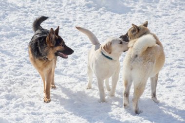 Labrador av köpeği, Alman çoban köpeği köpek yavrusu ve Amerikan akita köpeği kış parkında beyaz bir karın üzerinde duruyorlar. Evcil hayvanlar. Safkan köpek..