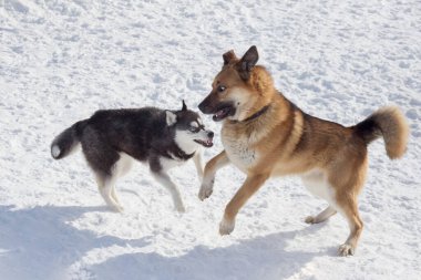 Şirin Sibirya köpekleri ve çoklu köpekleri kış parkında beyaz bir karla oynuyorlar. Evcil hayvanlar. Safkan köpek..