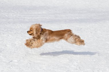 Şirin şövalye kral Charles Spaniel köpek yavrusu kış parkında beyaz kar üzerinde uçuyor. Evcil hayvanlar. Safkan köpek..