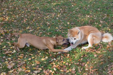 Şirin Amerikan pitbull teriyeri köpek ve akita inu puppy sonbahar parkında oynuyorlar. Evcil hayvanlar. Safkan köpek..