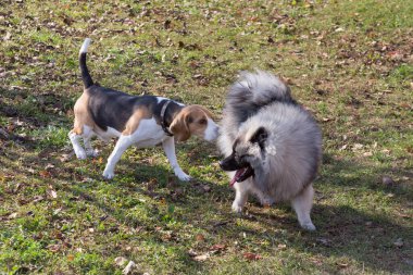 İngiliz av köpeği köpek ve kurt tüküren köpek sonbahar parkında oynuyorlar. Evcil hayvanlar. Safkan köpek..