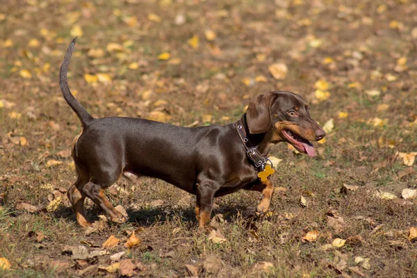 Şirin dachshund köpeği sonbahar parkında yürüyor. Sosisli mi sosisli mi? Evcil hayvanlar. Safkan köpek..
