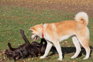 Akita inu puppy ve labrador retriever puppy sonbahar parkında oynuyorlar. Evcil hayvanlar. Safkan köpek..