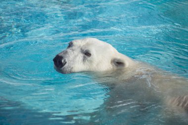 Büyük kutup ayısı suda yüzüyor. Ursus Maritimus veya Thalarctos Maritimus. Vahşi hayatta hayvanlar..