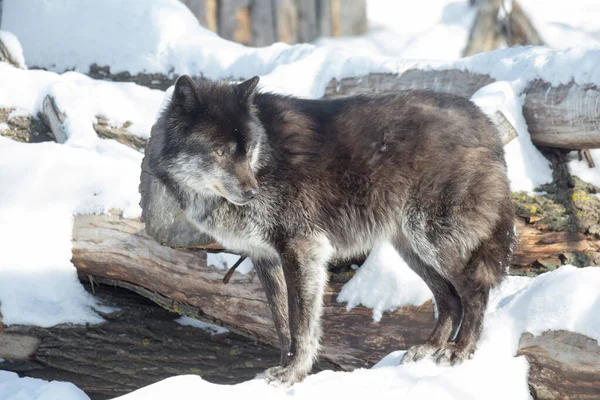 Black canadian wolf is standing on a white snow. Canis lupus pambasileus. Animals in wildlife.
