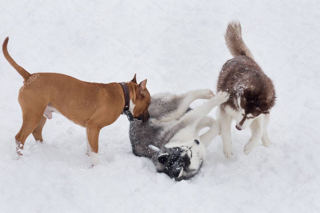 Two siberian husky puppies and amstaff puppy are playing on a white snow in the winter park. Pet animals. Purebred dog.