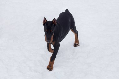 Tatlı doberman pinscher yavrusu kış parkında beyaz bir karla koşuyor. Üç aylık. Evcil hayvanlar. Safkan köpek..