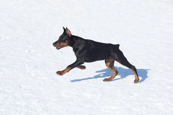 도베르만핀 강아지가 공원에서 달리고 있습니다 달됐어요 순종하는 — 스톡 사진