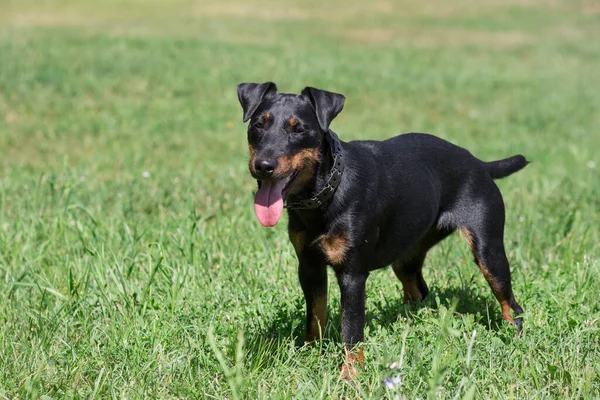 德国猎狗小狗站在夏季公园的绿草上 宠物动物 纯种狗 — 图库照片