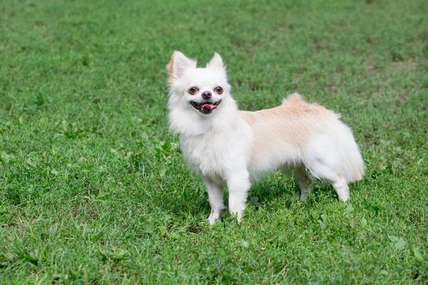 Uzun Saçlı Chihuahua Köpeği Yaz Parkında Yeşil Çimlerin Üzerinde Duruyor — Stok fotoğraf