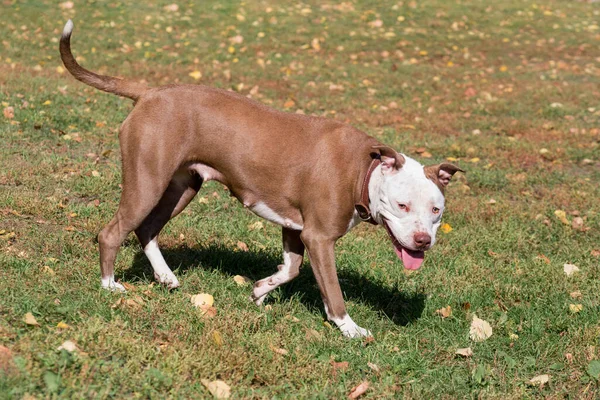 Carino Cucciolo Americano Pit Bull Terrier Sta Camminando Erba Verde — Foto Stock