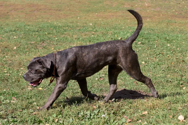 Carino Cucciolo Mastino Italiano Sta Camminando Erba Verde Nel Parco — Foto Stock