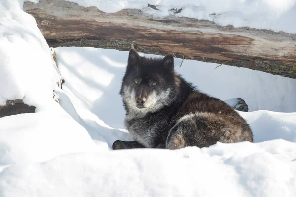 Zwarte Canadese Wolf Kijkt Naar Camera Canis Lupus Pambasileus Dieren — Stockfoto