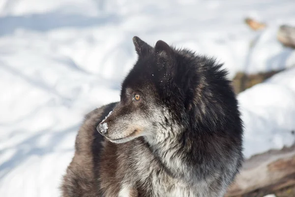 Portret Van Een Zwarte Canadese Wolf Staat Een Witte Sneeuw — Stockfoto