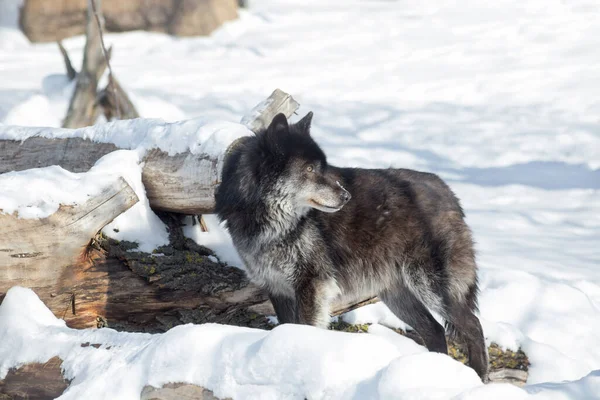 Wild Black Canadian Wolf Standing White Snow Canis Lupus Pambasileus — Stock Photo, Image