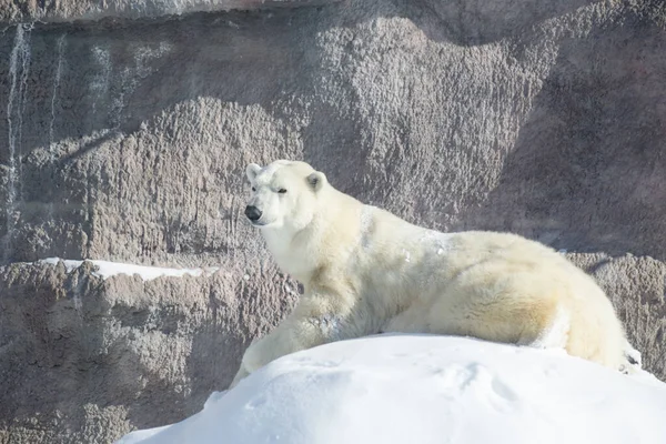 Gran Oso Polar Yace Sobre Nieve Blanca Ursus Maritimus Thalarctos — Foto de Stock