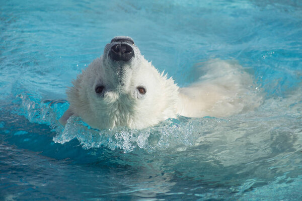 Big polar bear is swimming on a back in the water. Head close up. Ursus maritimus or Thalarctos Maritimus. Animals in wildlife.