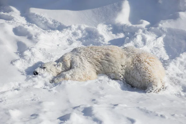 Lední Medvídě Leží Bílém Sněhu Ursus Maritimus Nebo Thalarctos Maritimus — Stock fotografie