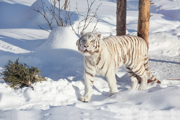 Tigre Bengala Branco Selvagem Está Olhando Para Câmera Animais Vida — Fotografia de Stock