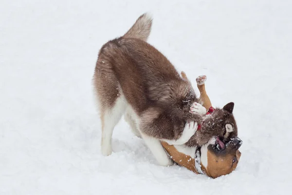 Amerikanischer Staffordshire Terrier Welpe Und Sibirischer Husky Welpe Spielen Auf — Stockfoto