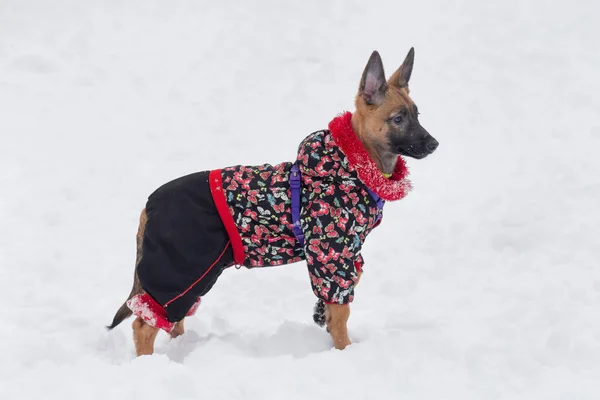 比利时牧羊犬正站在冬季公园的雪地上 宠物动物 纯种狗 — 图库照片