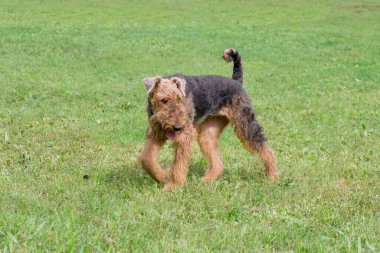 Airedale Teriyeri yaz parkında yeşil çimlerin üzerinde yürüyor. Bingley Terrier ya da teriyer. Evcil hayvanlar..