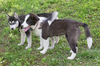 Parktaki yeşil çimlerin üzerinde duran şirin bir çoban köpeği ve Sibirya köpeği yavrusu. Dört aylık. Evcil hayvanlar..