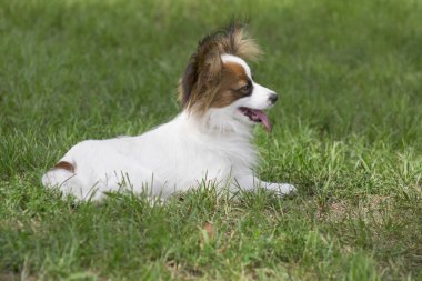 Şirin papillon köpek yavrusu yaz parkında yeşil çimlerin üzerinde yatıyor. Evcil hayvanlar..