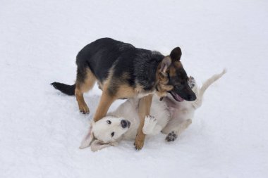 Alman çoban köpeği köpek yavrusu ve labrador av köpeği kış parkında beyaz bir karla oynuyorlar. Dört aylık. Evcil hayvanlar..