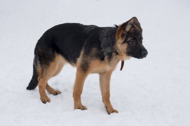 Tatlı Alman çoban köpeği köpek yavrusu kış parkında beyaz karın üzerinde duruyor. Dört aylık. Evcil hayvanlar..