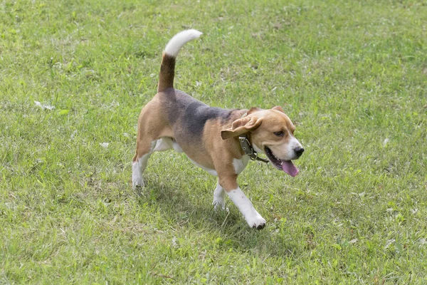 Carino inglese beagle sta camminando su un'erba verde nel parco estivo. Animali da compagnia. — Foto Stock