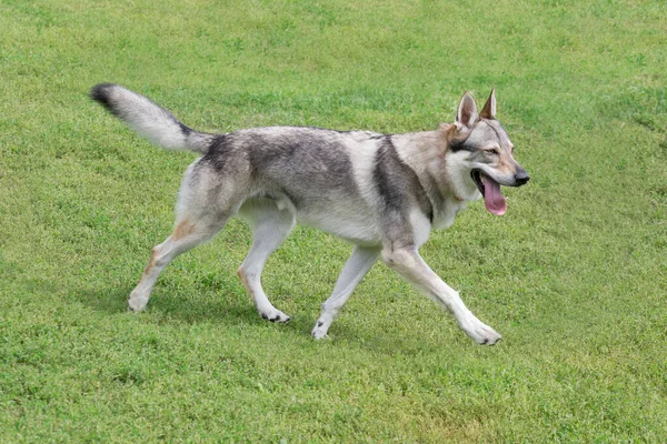 Chien de loup tchécoslovaque court sur une herbe verte dans le parc d'été. Animaux de compagnie. — Photo