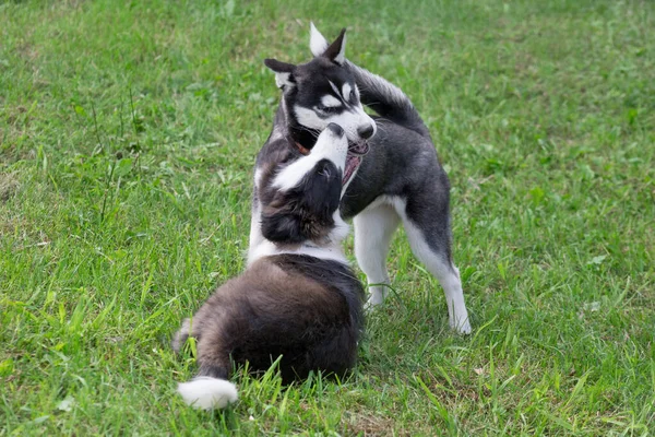 Border collie puppy ve Sibirya husky puppy parkta yeşil çimlerde oynuyorlar. Dört aylık. Evcil hayvanlar.. — Stok fotoğraf